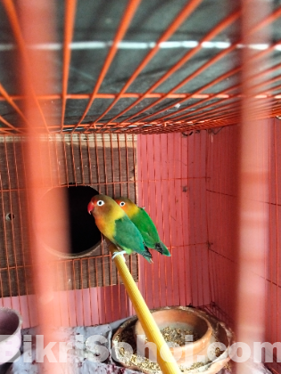 লাভ বার্ড